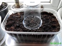 семка в земле.jpg