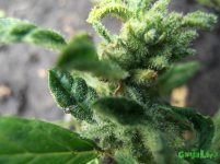 печень макро.jpg