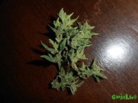 часть печень.jpg