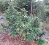 Auto Bubble Gum (1).jpg