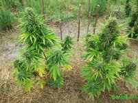 Auto Jack (Sativa 40% Indica 30% Ruderalis 30%) (4).jpg