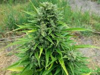 Auto Jack (Sativa 40% Indica 30% Ruderalis 30%) (17).jpg