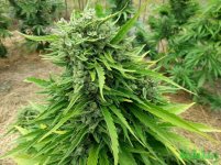 Auto Jack (Sativa 40% Indica 30% Ruderalis 30%) (14).jpg