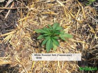 вайт раша.jpg