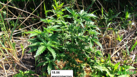 многолистка 18.06 джа фор.png