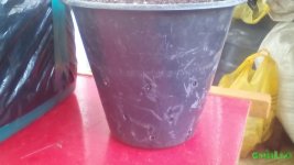 IMG_20160620_190044.jpg