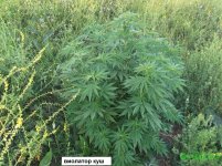 виолатор куш.jpg