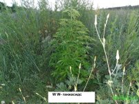 вайт видов.jpg