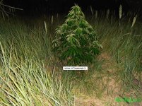 авто вайт раша.jpg