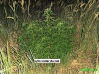 кубанский убийца.jpg