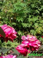 IMG_20160622_161002.jpg