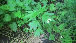 IMG_0917.JPG