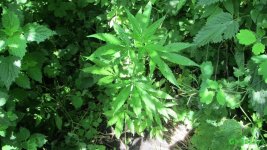 IMG_0919.JPG