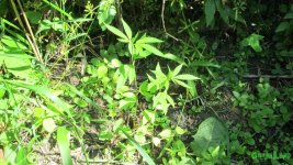 IMG_0921.JPG
