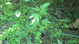 IMG_0922.JPG