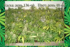 День 136..Цвет день 48.1.jpg