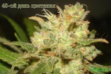 День 136..Цвет день 48.2.jpg