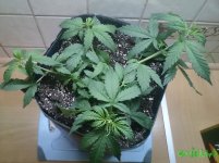 IMG_20160624_004818.jpg