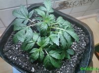 IMG_20160624_005126.jpg