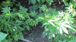 IMG_0929.JPG