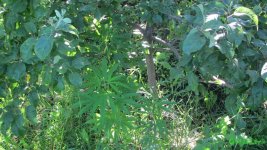 IMG_0932.JPG