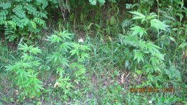 IMG_0935.JPG