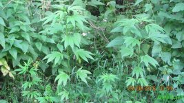 IMG_0936.JPG
