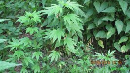 IMG_0937.JPG