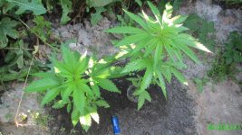 IMG_0927.JPG