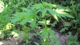 IMG_0928.JPG