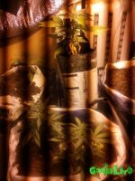 IMG_20160626_075933.jpg