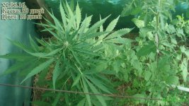 автотеплица каска 50. цвет 16.сравнение.jpg