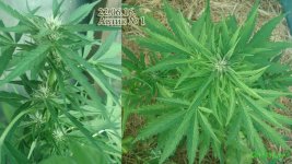 автотеплица каска 50. цвет 16.автотеплица1.jpg