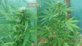 автотеплица каска 50. цвет 16.автотеплица2.jpg