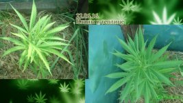 тепличные клоны 48 дней .jpg