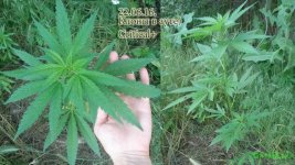 аут клон Критикл 1. 48 дней .jpg