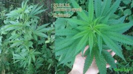 аут клон Критикл 2. 48 дней .jpg