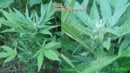 аут автик2. 50д 16цвет .jpg