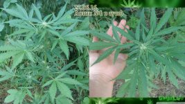 аут автик1. 50д 16цвет .jpg