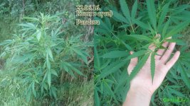 аут клон Пандора. 48 дней .jpg