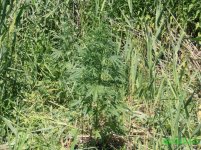 екс 1 (2 шт).jpg