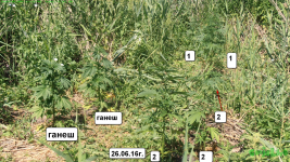 вся поляна.png