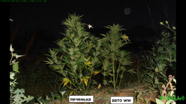 поляна печенье и вдова.png