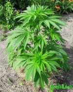 Auto Mexican Airlines (5).jpg