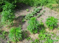 Auto Mexican Airlines.jpg