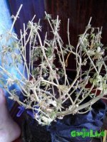 IMG_20160626_110117.jpg