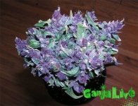 purple-3.jpg