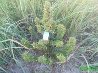 ганжасидс мамка.jpg