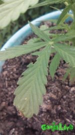IMG_20160704_182701.jpg