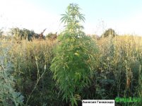 амнезия 1.jpg